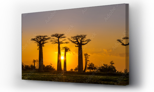 Panorama o zachodzie słońca nad aleją Baobabów
