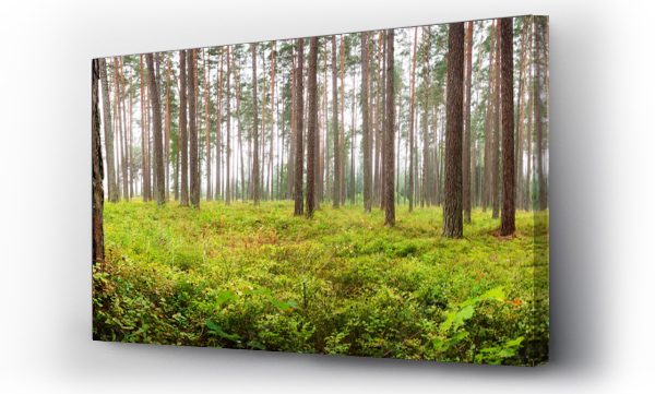 Wizualizacja Obrazu : #90920393 Park Narodowy Lahemaa panorama lasu