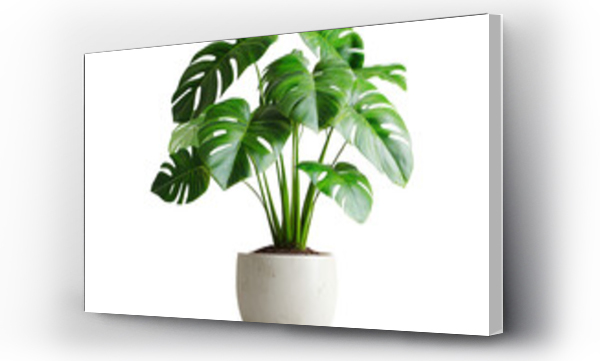 monstera