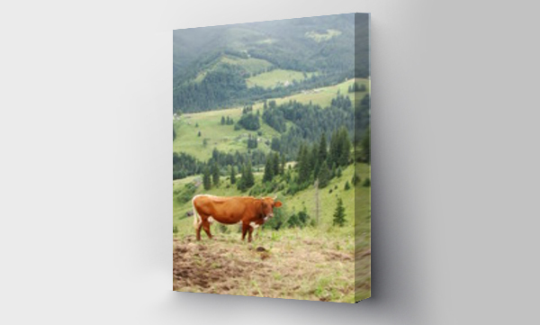 Wizualizacja Obrazu : #92112282 Krowa na pastwisku na wsi. Ukraina. Czarnohora