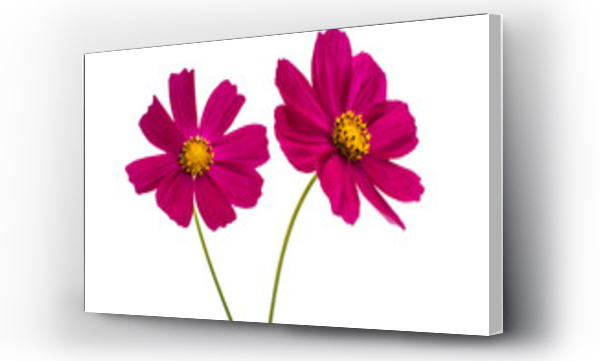 Wizualizacja Obrazu : #92141483 Fioletowy kwiat kosmosu