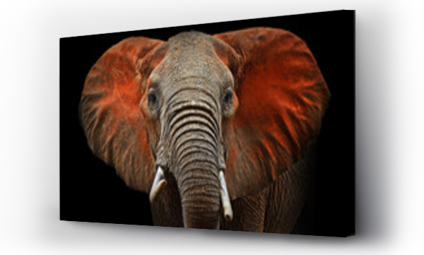 Słonie w Tsavo
