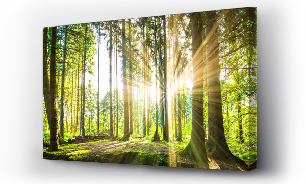 las, natura, Panorama, środowiska