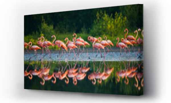 Wizualizacja Obrazu : #92614904 Caribbean flamingo standing in water with reflection. Cuba. An excellent illustration.