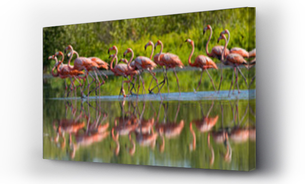Wizualizacja Obrazu : #92684341 Caribbean flamingo standing in water with reflection. Cuba. An excellent illustration.