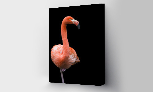 Wizualizacja Obrazu : #93129471 alert flamingo standing tall on one leg against a black background
