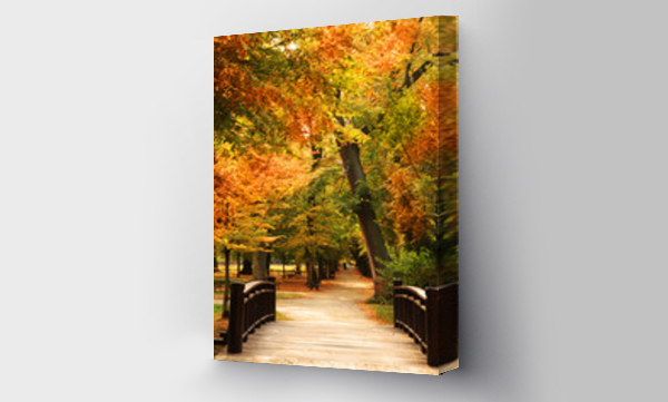 drzewo, jesień, Kładka, las, Liście, most, pejzaż