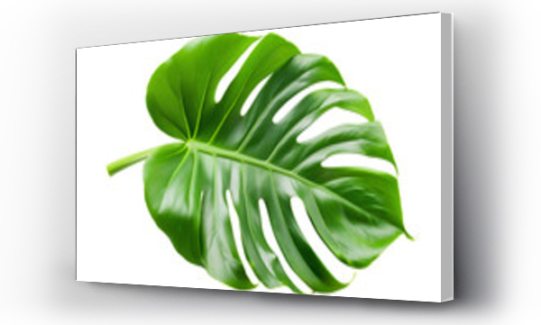 monstera