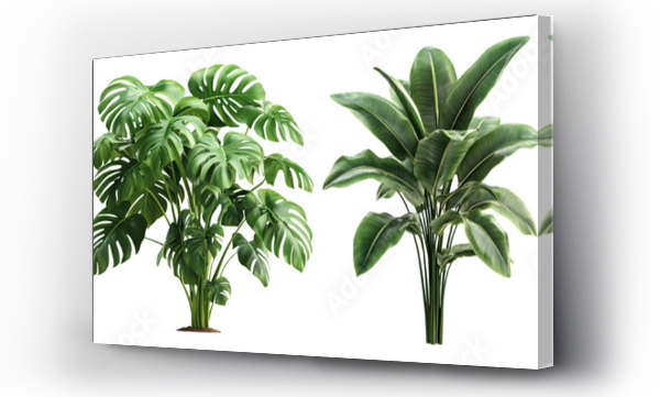 monstera