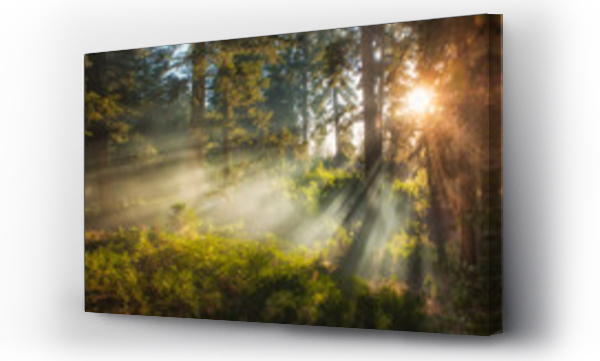 Wizualizacja Obrazu : #95472144 Sunlight streaming through trees, San Bernardino National Forest, California, USA