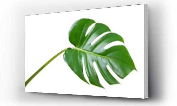 monstera