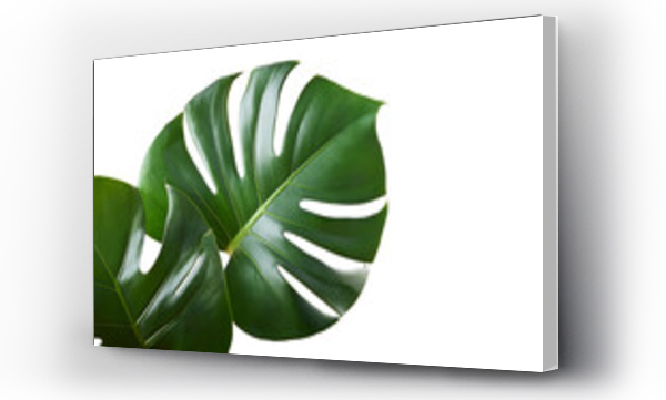 monstera