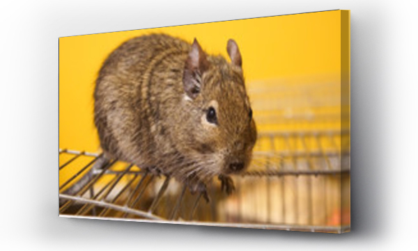 Wizualizacja Obrazu : #96384758 Koszatniczka