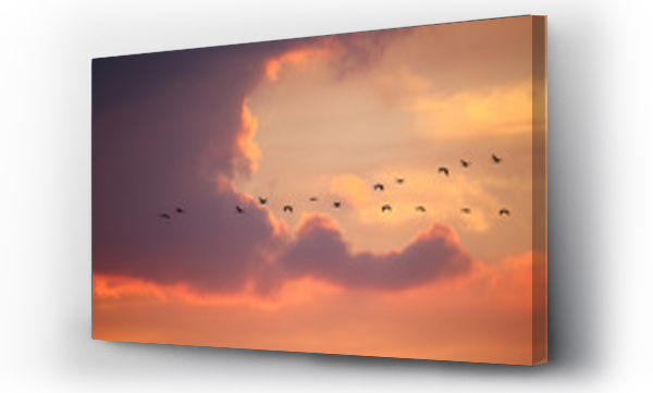 Żurawie, zwierzęta