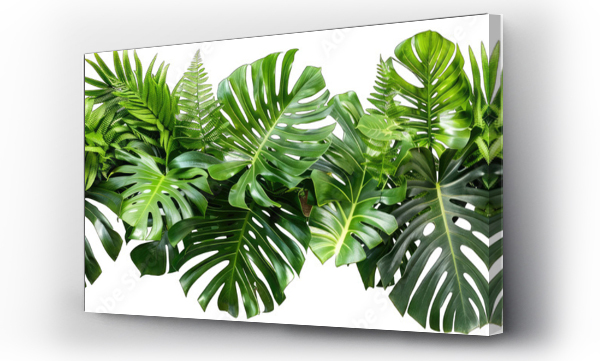 monstera