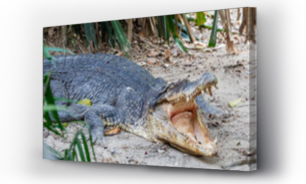 Wizualizacja Obrazu : #976487391 The saltwater crocodile (Crocodylus porosus) is a crocodilian native to saltwater habitats and brackish wetlands from Indias east coast across Southeast Asia and the Sundaic region to Australia.