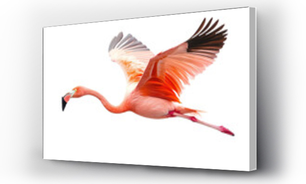 flamingi