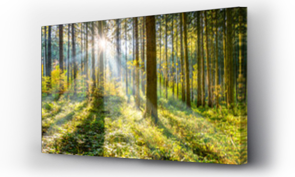 Wizualizacja Obrazu : #98252728 Wald im Sonnenschein