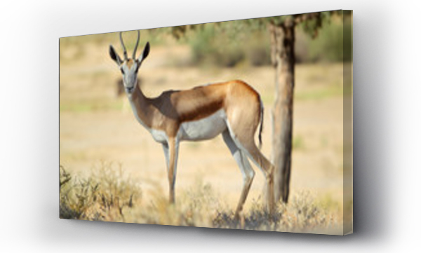 Wizualizacja Obrazu : #98953181 Springbok - skocznik antylopi - na Pustyni Kalahari