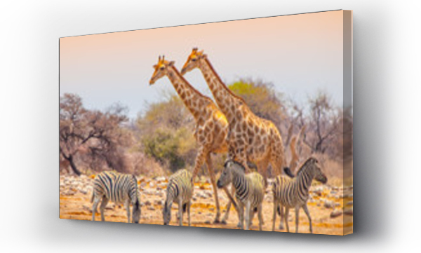 afryka, zebra, zebras drinking water, żyrafa